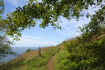 Hiking path winding around a slope towards the ocean on a clear sunny day, framed above by a tree branch and leaves.