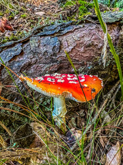 fly agaric mushroom
