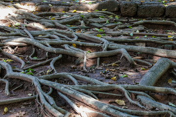 Sri Thep, an ancient city on the Southeast Asian network, demonstrates the wisdom of selecting a location that serves as a link between cultural diffusion and trade within and between regions.