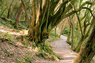 Big Strange Tree by Forest Path: Unique Natural Landmark