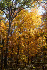 autumn trees in the park