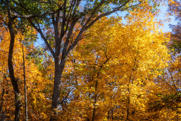 autumn trees in the park