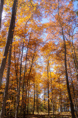 Fototapeta premium autumn trees in the park