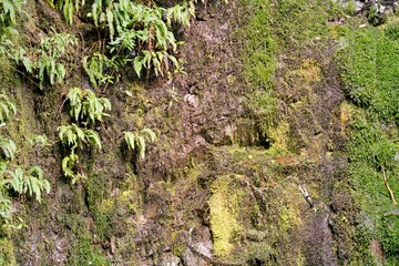 Wet Mossy Rock Wall: Lush Natural Texture and Detail
