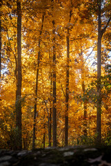 autumn trees in the park