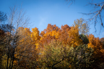 autumn trees in the park