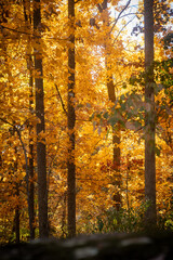 autumn trees in the park