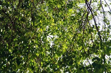 green leaves background