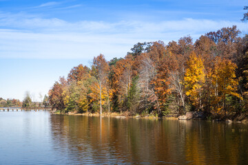 autumn trees in the park