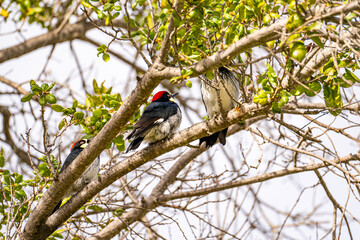 Acorn woodpeckers hammering acorns into a palm tree.