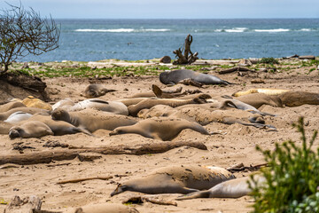 Colony of elephant seals resting on the beach, Año Nuevo State Park, California