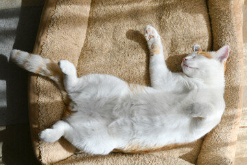Cat sleeping upside down in the sun. Happy tabby cat resting in a house. Ginger and white cat laying in bed.