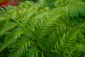 green fern leaf in the forest