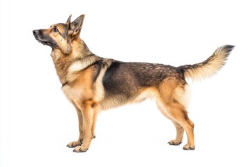 the beside view baby German Shepherd standing, left side view, low angle, white copy space on right, Isolated on White Background