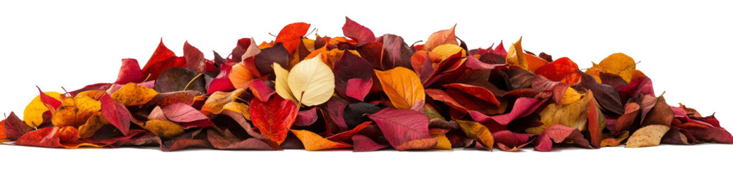 Pile of autumn-colored leaves isolated on white background	
