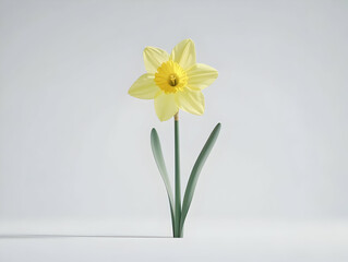 A vibrant yellow daffodil flower stands tall with green leaves against a light background.