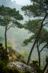 Obraz premium The scene captures the dense, lush green trees shrouded in a mystical layer of fog, creating a serene and tranquil atmosphere. The forest is rich with various shades of green. 