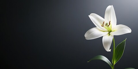 Fototapeta premium A single white lily blooms elegantly against a dark background, symbolizing purity and beauty.