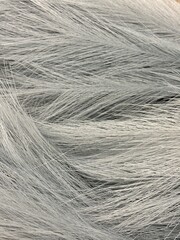 White feather texture