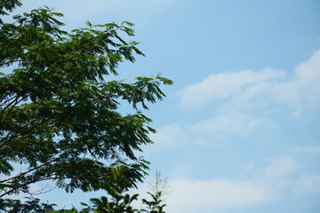 trees against a bright blue sky background