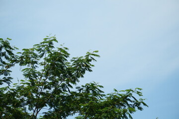 trees against a bright blue sky background