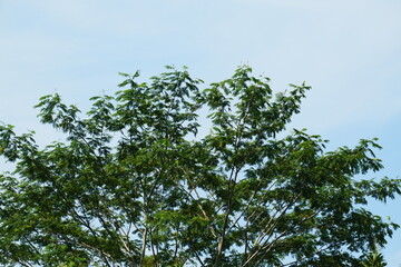 trees against a bright blue sky background