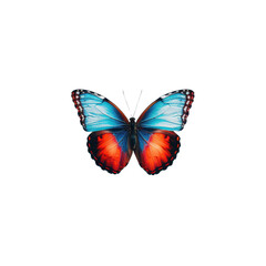 Obraz premium Vibrant Butterfly with Blue and Red Wings