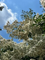tree in bloom