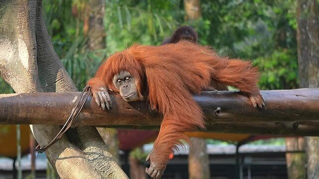 pongo sleeping on a branch