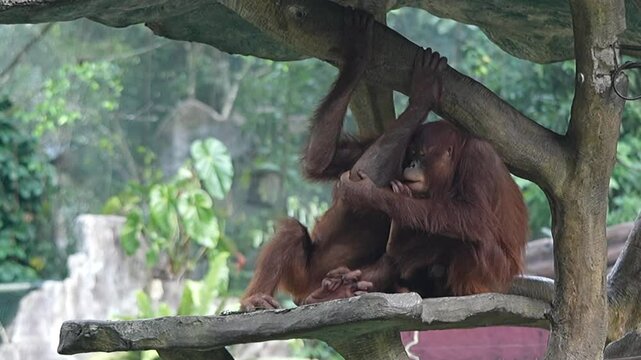 pongo couple in zoo