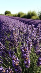 Obraz premium A vibrant lavender field in full bloom, showcasing nature's beauty and tranquility.