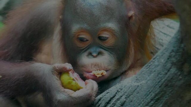 pongo eating a guava