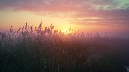 A view of the wildlife landscape at Kinburn Spit at sunrise. In the foreground is tall grass. Ukraine