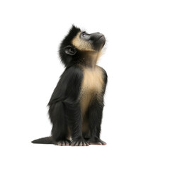 Obraz premium Curious Young Monkey Looking Up