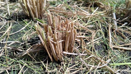 刈り取った稲の株
