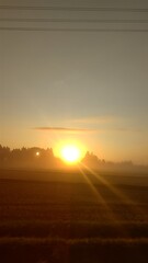 朝日に照らされた田んぼ