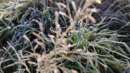 霜の降りた草