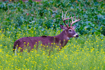 Whitetail buck deer (Odocoileus virginianus) in a weedy green field during fall rut in Wisconsin