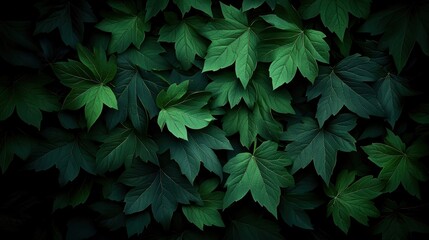 A close-up of lush green leaves creating a rich, vibrant backdrop.