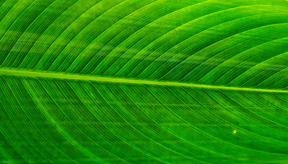 Dark green tropical leaves wood pattern background. Abstract green texture. Nature concept background.