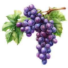 Fototapeta premium Grape branch, watercolor clipart illustration with isolated on white and Transparent Background