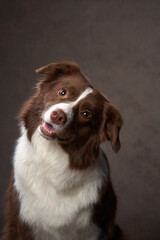 A Border Collie dog tilts its head in curiosity against a neutral background, highlighting its...