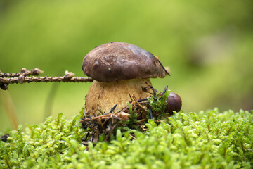 Wild Pinewood King Bolete Mushroom Growing in Lush Green Forest Setting