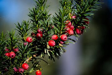 Close-up image of common yew berries on lush green needles, highlighting natural beauty