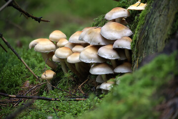 Fototapeta na wymiar Cluster of Wild Mushrooms Growing in Lush Forest Environment