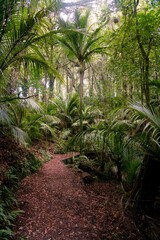 Pathway Through New Zealand’s Deep Forest: Lush Green Wilderness