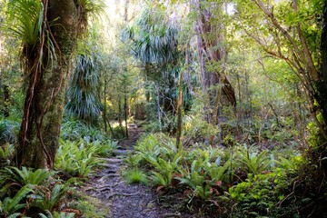 Pathway Through New Zealand’s Deep Forest: Lush Green Wilderness