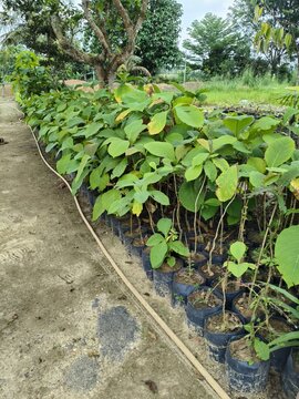 indonesian jatis tree is the most valuable tree