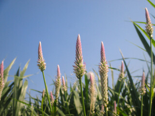 Pink Celosia argentea grows in the field during summer.