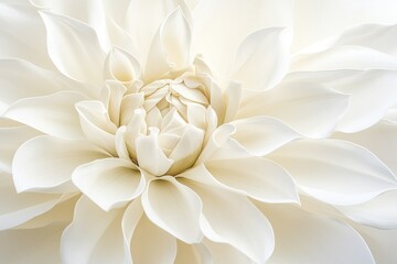 A close-up of a delicate white flower with intricate petals and layers.